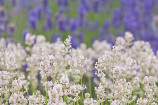 Lavender flower, violet Lavender flowers in nature with copy space, Lavandula