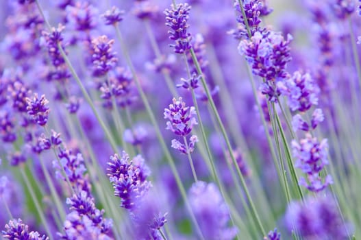 Lavender flower, violet Lavender flowers in nature with copy space, Lavandula