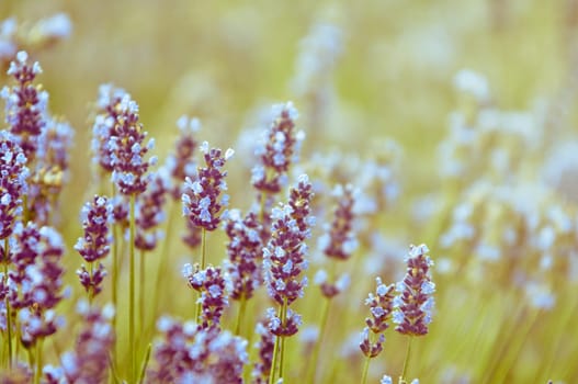 Lavender flower, violet Lavender flowers in nature with copy space, Lavandula
