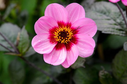 one lovely flower in the family dahlia the name is Willowfield Mathew dekorativdahlia