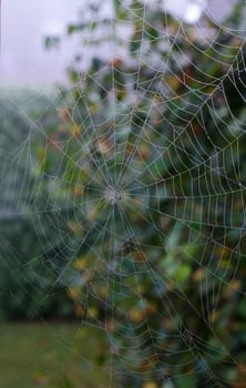 the spider have done a spidernet ready to catch the food