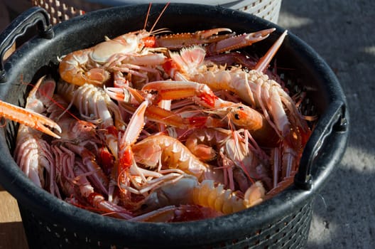 one basket full of norway lobster ready to eat