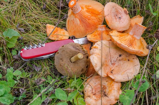 Trophies Mushrooms mushroom in the grass closeup