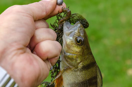 Perch caught on spinning in the hands of the angler