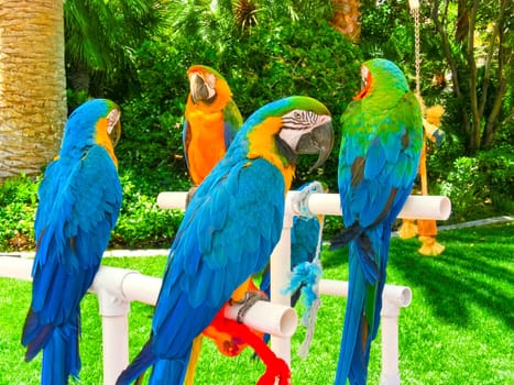 Colorful parrots sitting on the white perch