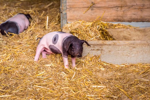 Image with a cute baby pig, from the swabian-hall swine breed, in a small ranch from southern Germany.
