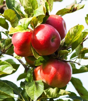 Apples in apple tree