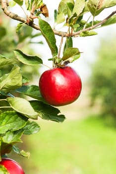 Apples in apple tree