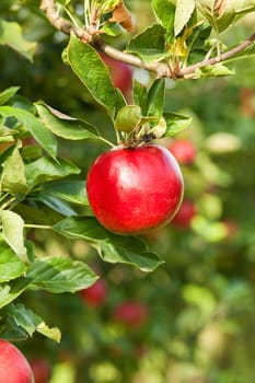 Apples in apple tree