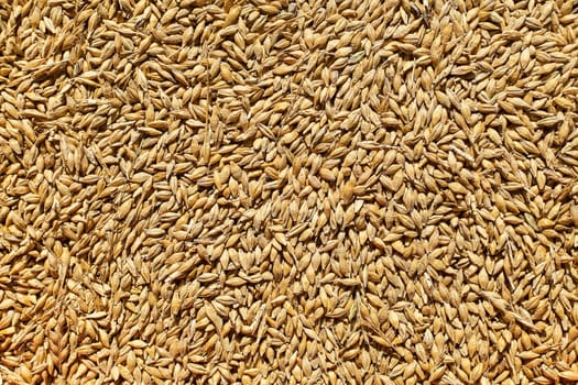 Barley background view from the top