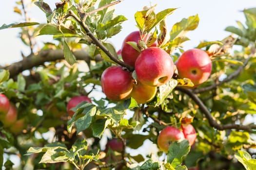 Apples in apple tree