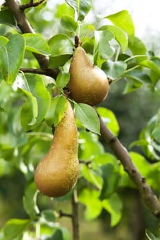 Pear in apple tree