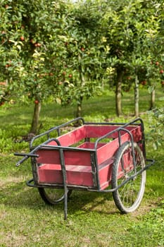 Old cart to pick the apples in an orchard
