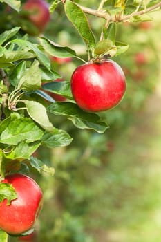 Apples in apple tree