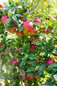 Apples in apple tree