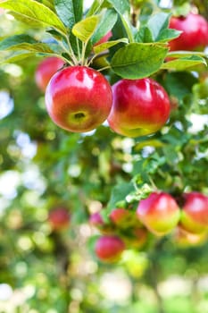 Apples in apple tree
