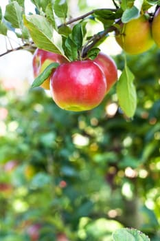Apples in apple tree