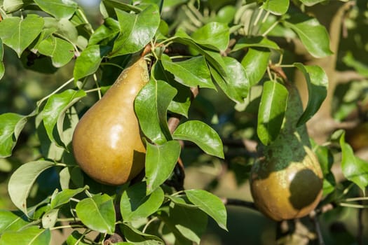 Pears in apple tree