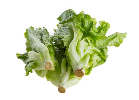Lettuce isolated on a white background