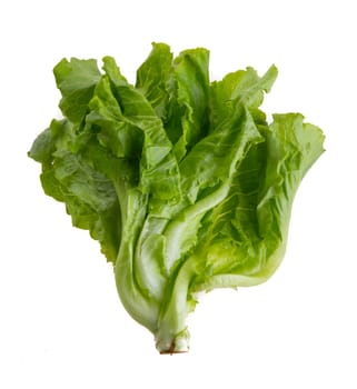 Lettuce isolated on a white background