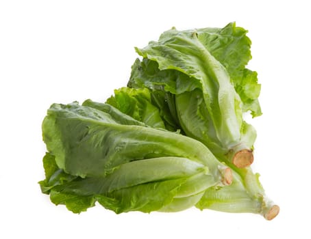 Lettuce isolated on a white background