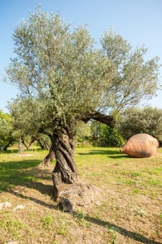 Olive trees and large earthen jar for oil.