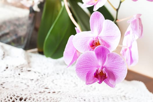 Striped pink orchid flower close up. (Orchidaceae)