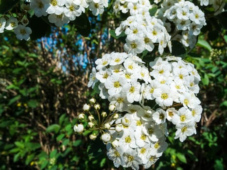 Close-up of the flower panicle of a magnificent spider bush (lat. Spiraea x vanhouttei) against a green background