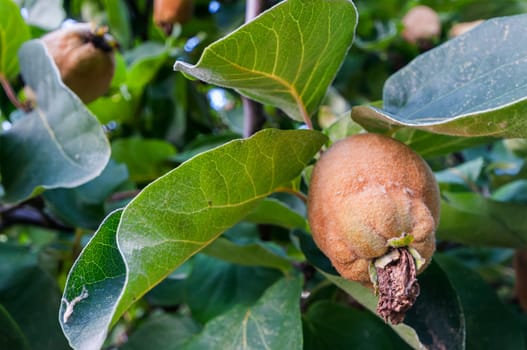 Close-up of an immature quince (lat. Cydonia oblonga) on the tree.