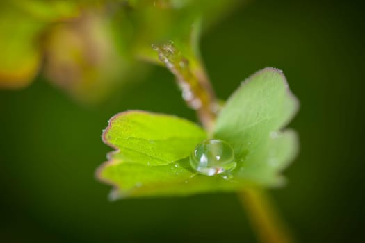 Close-up of a raindrop on a shrub leaf with a blurred background.