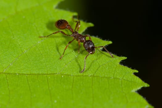 Close-up of a single ant on the jagged edge of a leaf against a dark background