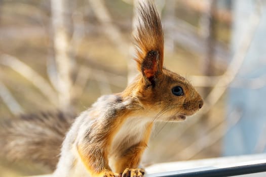 Wild curious squirrel looking to the open window
