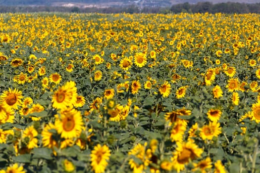 Great field of blooming sunflowers in the sunlight