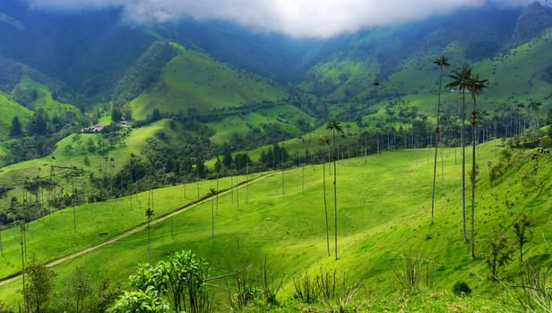 Beautiful green valley and wax palm trees in Cocora Valley near Salento, Colombia