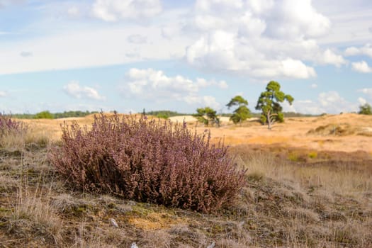 Heathland in National Park de Hoge Veluwe, Netherlands