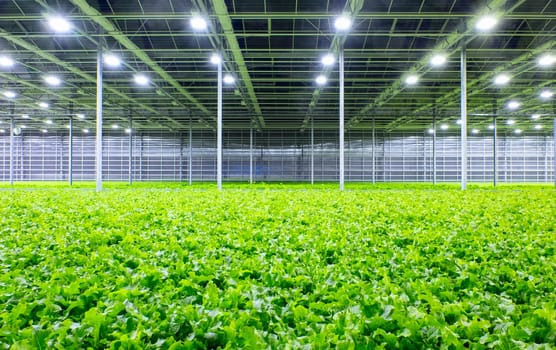 Organic lettuce growing in a modern greenhouse