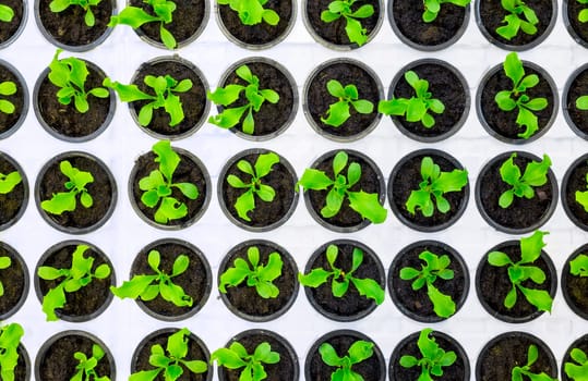 Pots of organic lettuce growing
