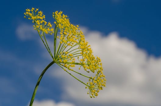 Flowering dill closeup on blue sky background