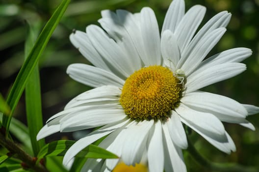 The Chamomile flower hunt flies white spider