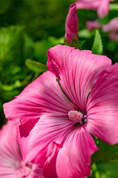 Lavatera blossoms in summer garden on Sunny day