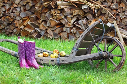 A garden in autumn. Rubber boots and apples on a wheelbarrow