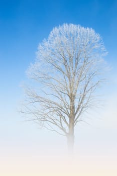 Natural white lace of hoarfrost on frosty tree branches against winter morning cloudless deep blue sky and fog haze above the ground