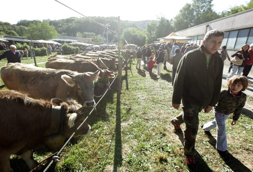 the traditional cow market in the Farmer Village of Armeno near the Fishingvillage of Orta on the Lake Orta in the Lombardia in north Italy.