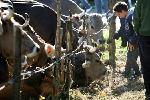 the traditional cow market in the Farmer Village of Armeno near the Fishingvillage of Orta on the Lake Orta in the Lombardia in north Italy.
