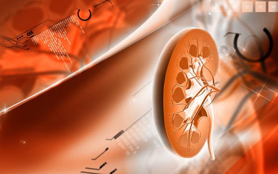 Digital illustration of kidney in colour background
