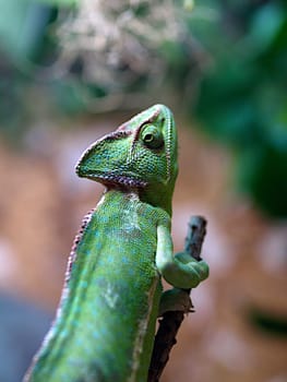 Green chameleon sits rigidly on a branch end and looks at the viewer with one eye.