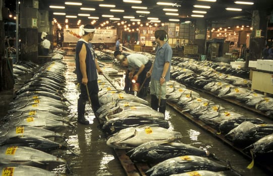 Tuna Fish at the Tsukiji Fishmarket in the City of Tokyo in Japan in Asia,....