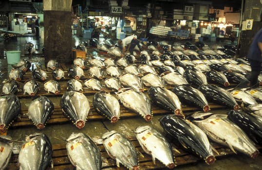 Tuna Fish at the Tsukiji Fishmarket in the City of Tokyo in Japan in Asia,....