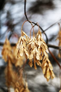 Beautiful yellow and red leaves on an autumn bush