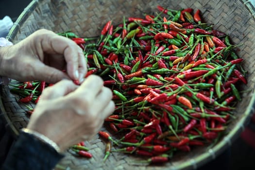 Chili at the market in the city of Bandar seri Begawan in the country of Brunei Darussalam on Borneo in Southeastasia.